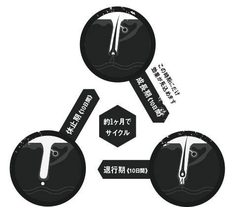 ヒゲ脱毛の毛周期イメージ